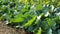 Fresh young heads of green cabbage Brassica oleraceaÂ with lots of leaves growing in homemade garden plot in HD VIDEO.